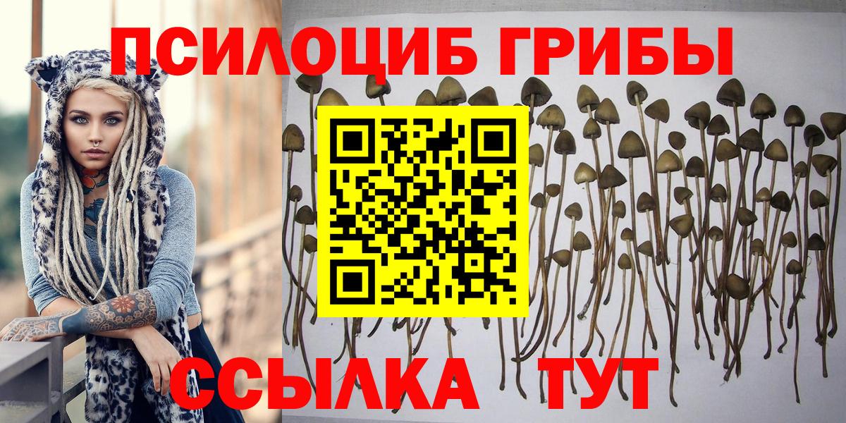 Псилоцибиновые грибы Psilocybe Ртищево